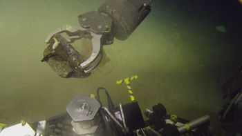 Media type: image;   Invertebrate Zoology 153117 Description: live specimen;
